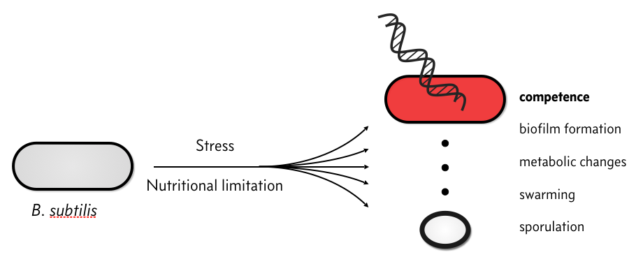 bacillus stress