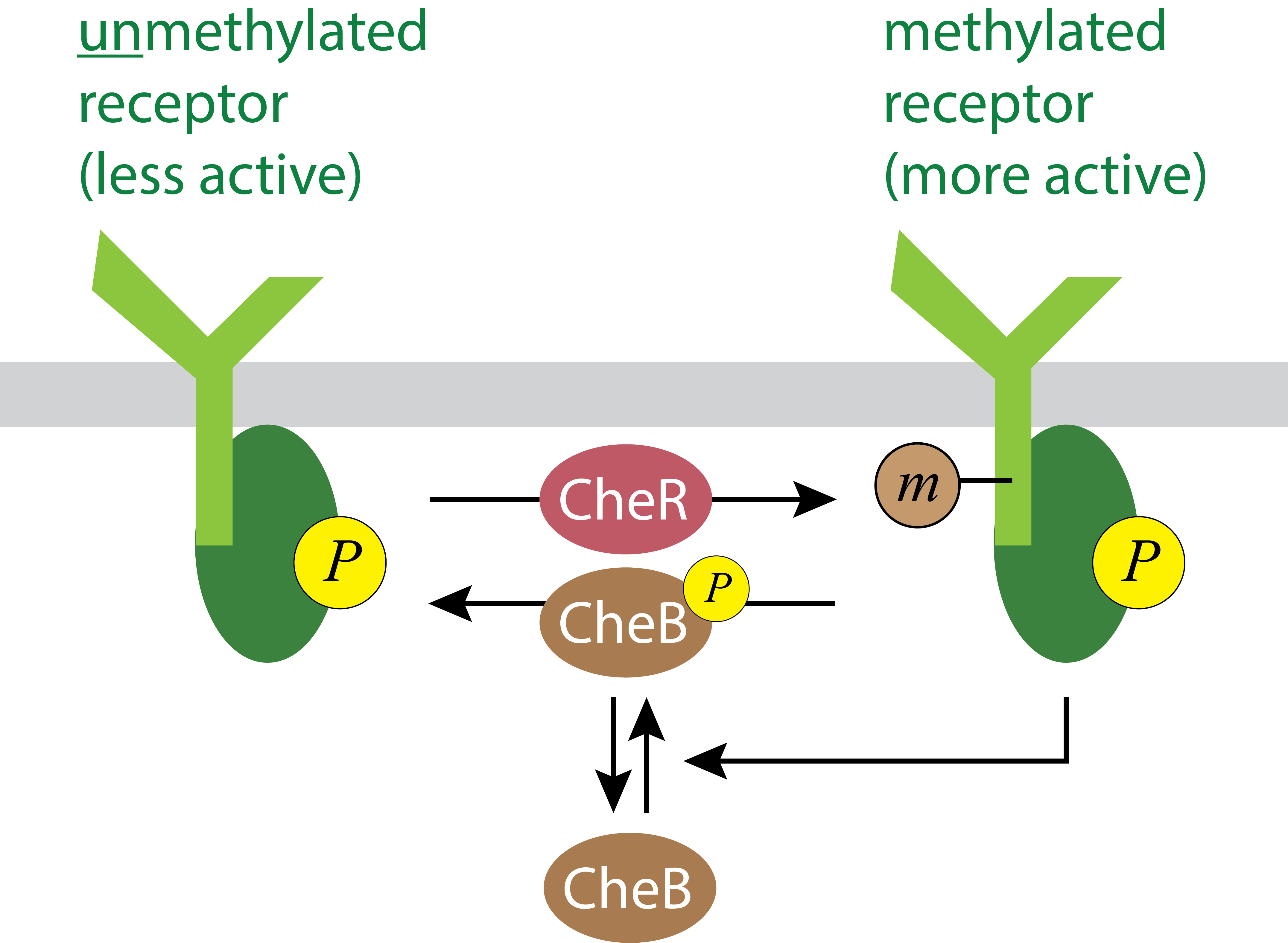 chemotaxis-methylation