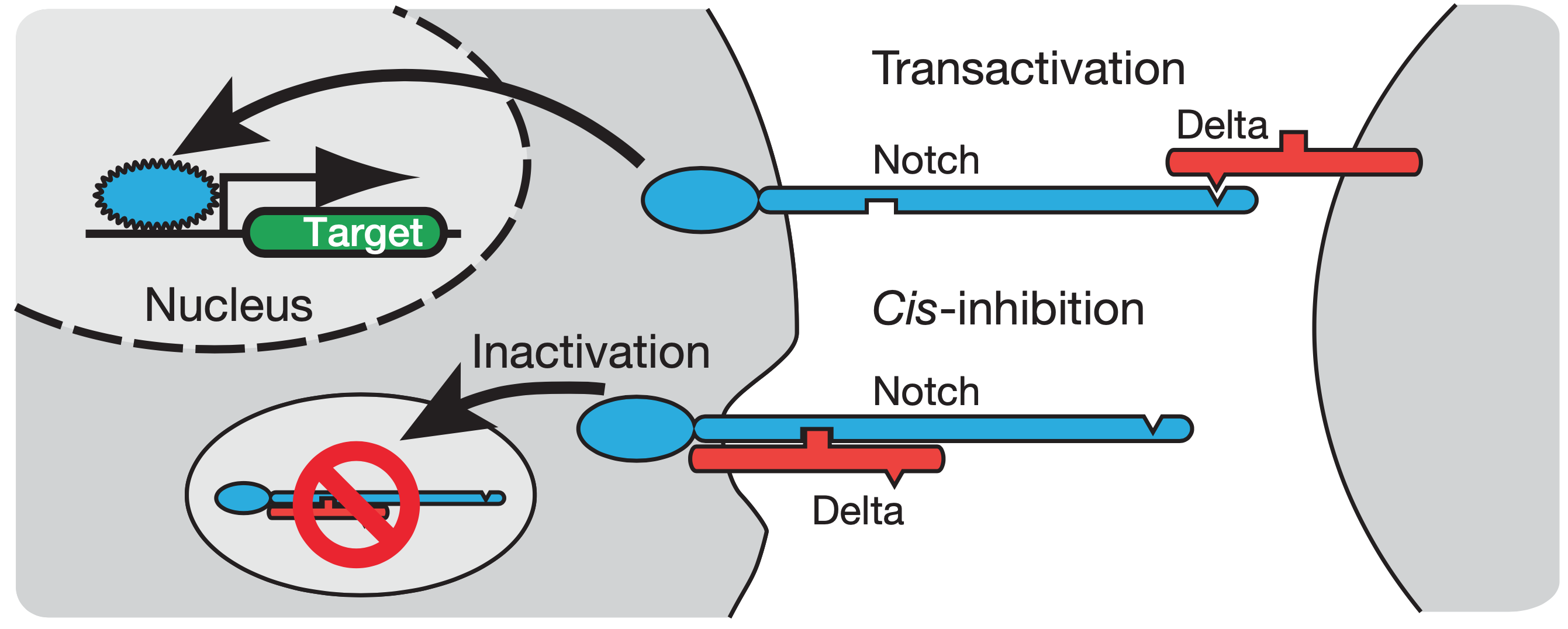 Schematic of cis-inhibition