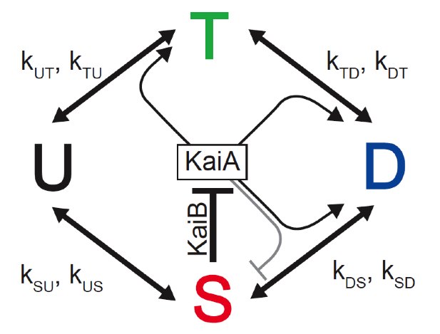 KaiABC circuit 2