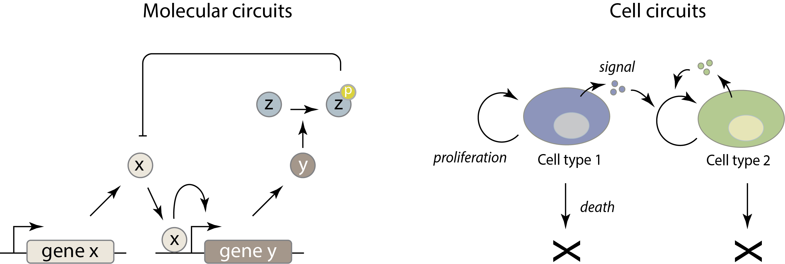 molecular_circuit_schematic