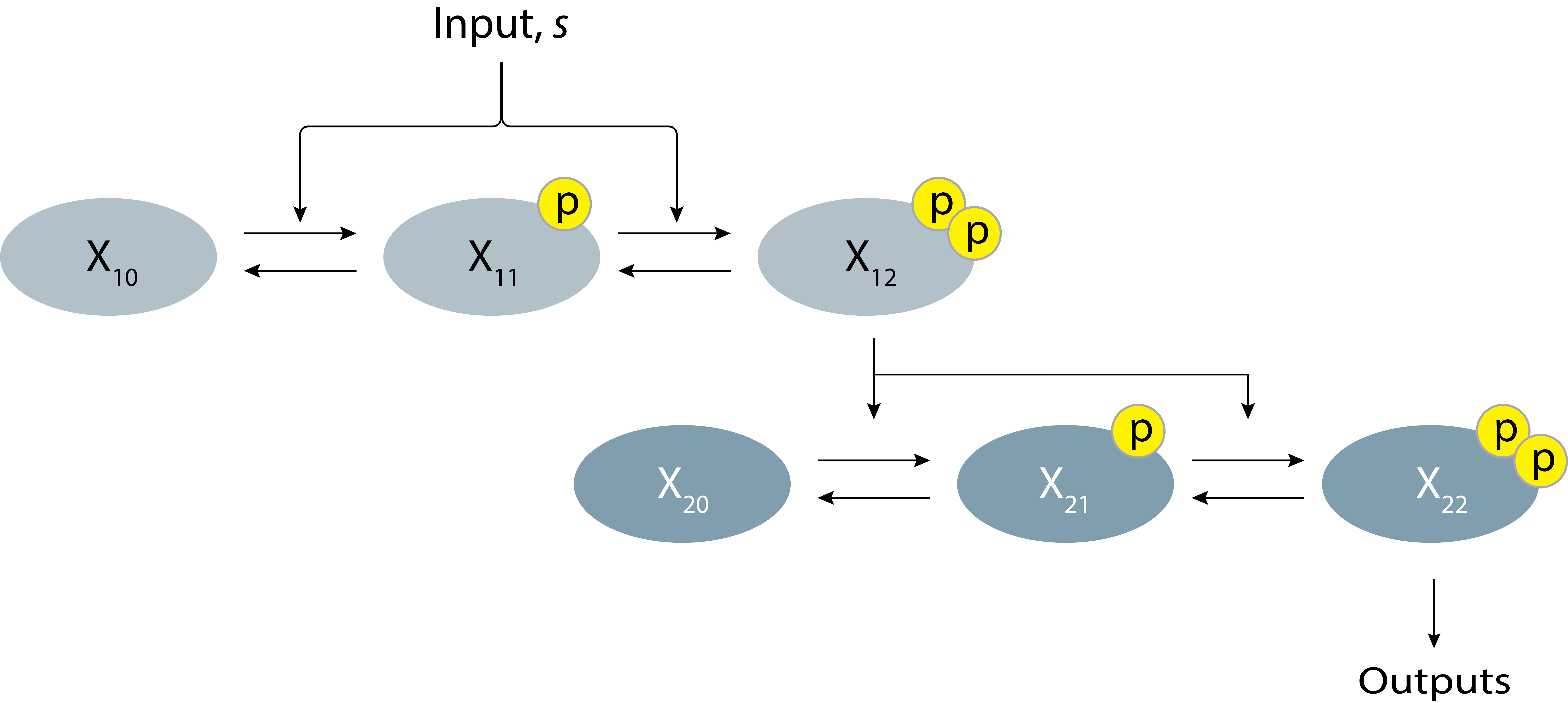 A schematic of a MAPK signaling system with a two-step cascade and two phosphorylation sites