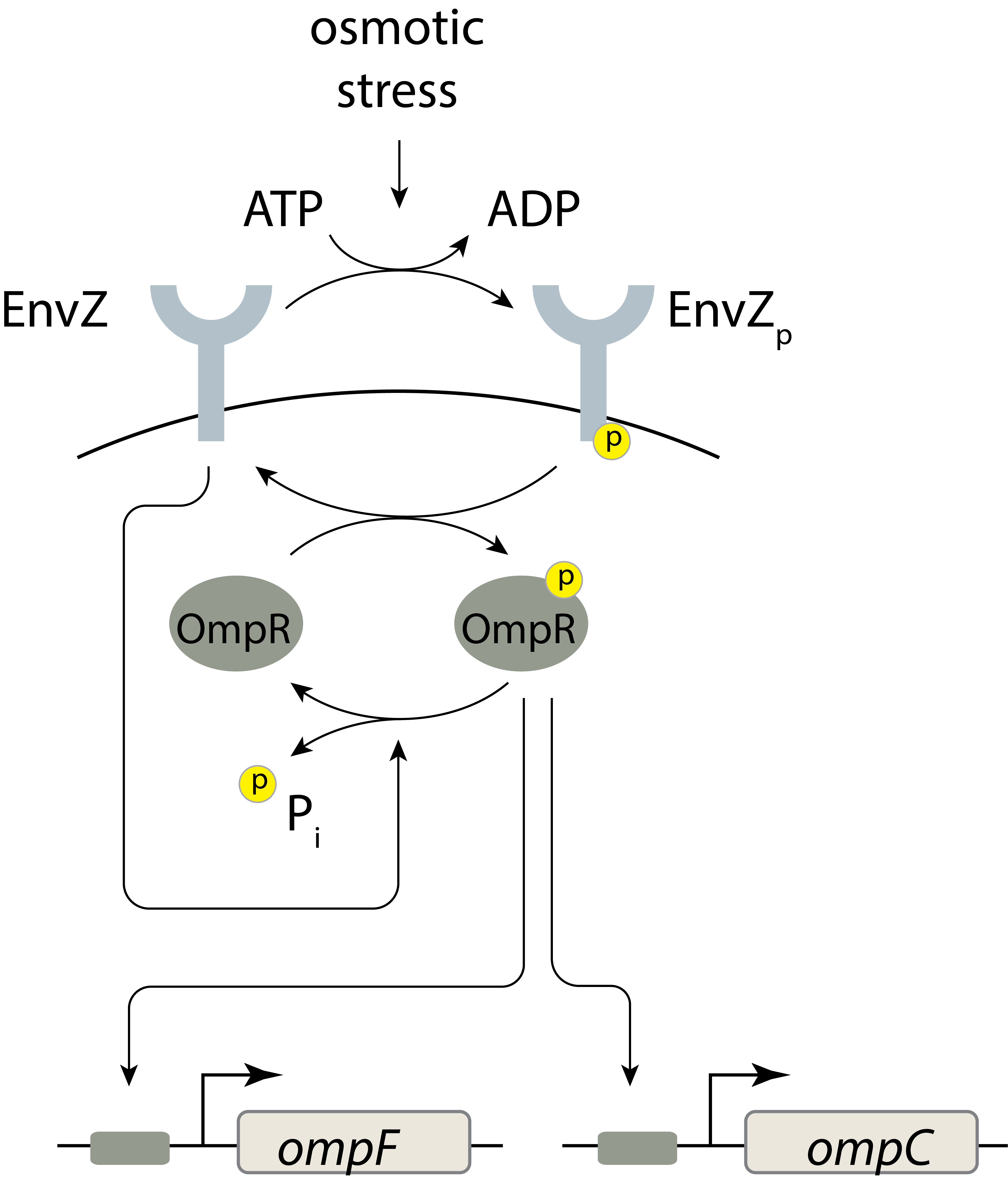 A schematic of the EnvZ-OmpR signaling system.