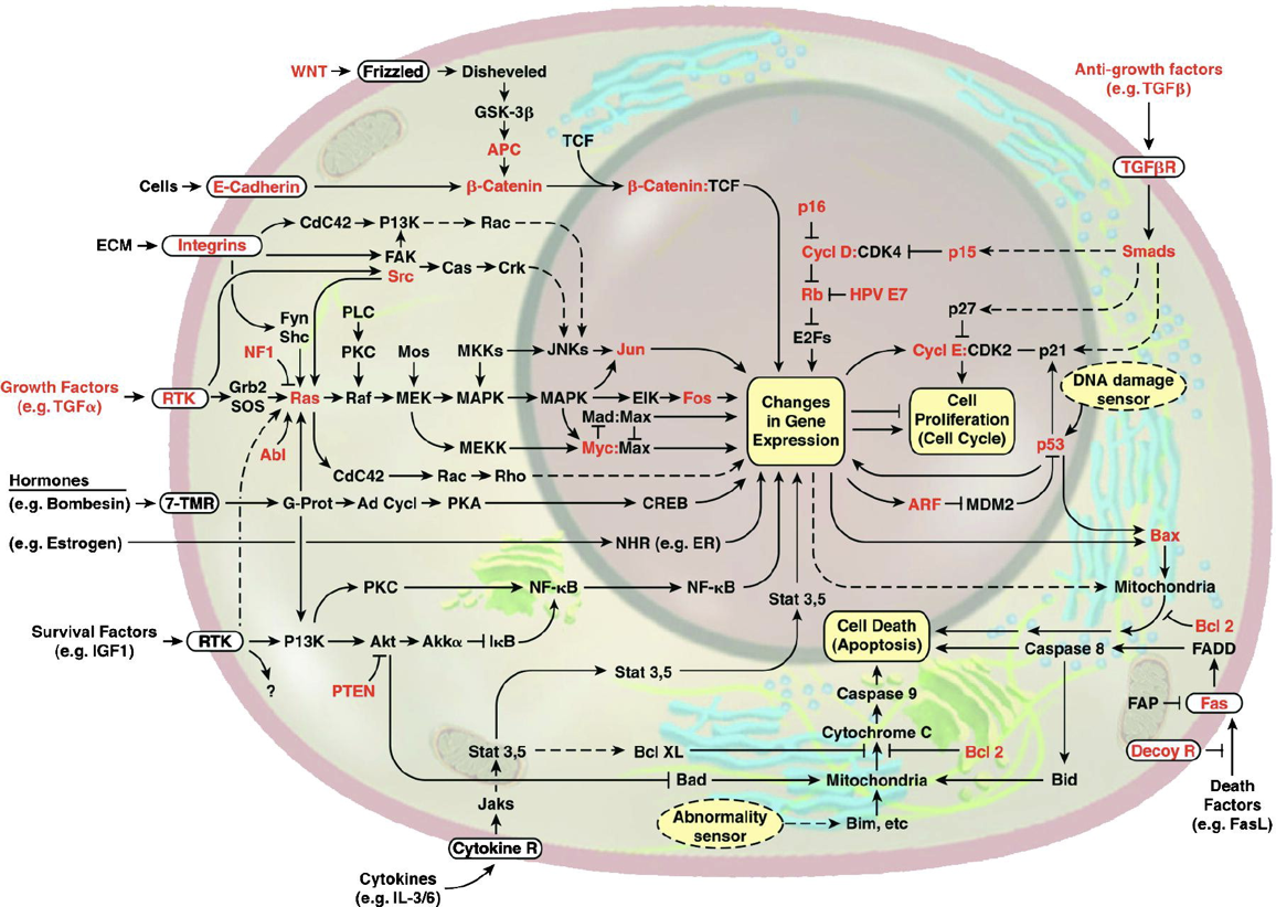 This image of the cell as a set of circuits comes from a classic review of cancer by Hanahan and Weinberg.