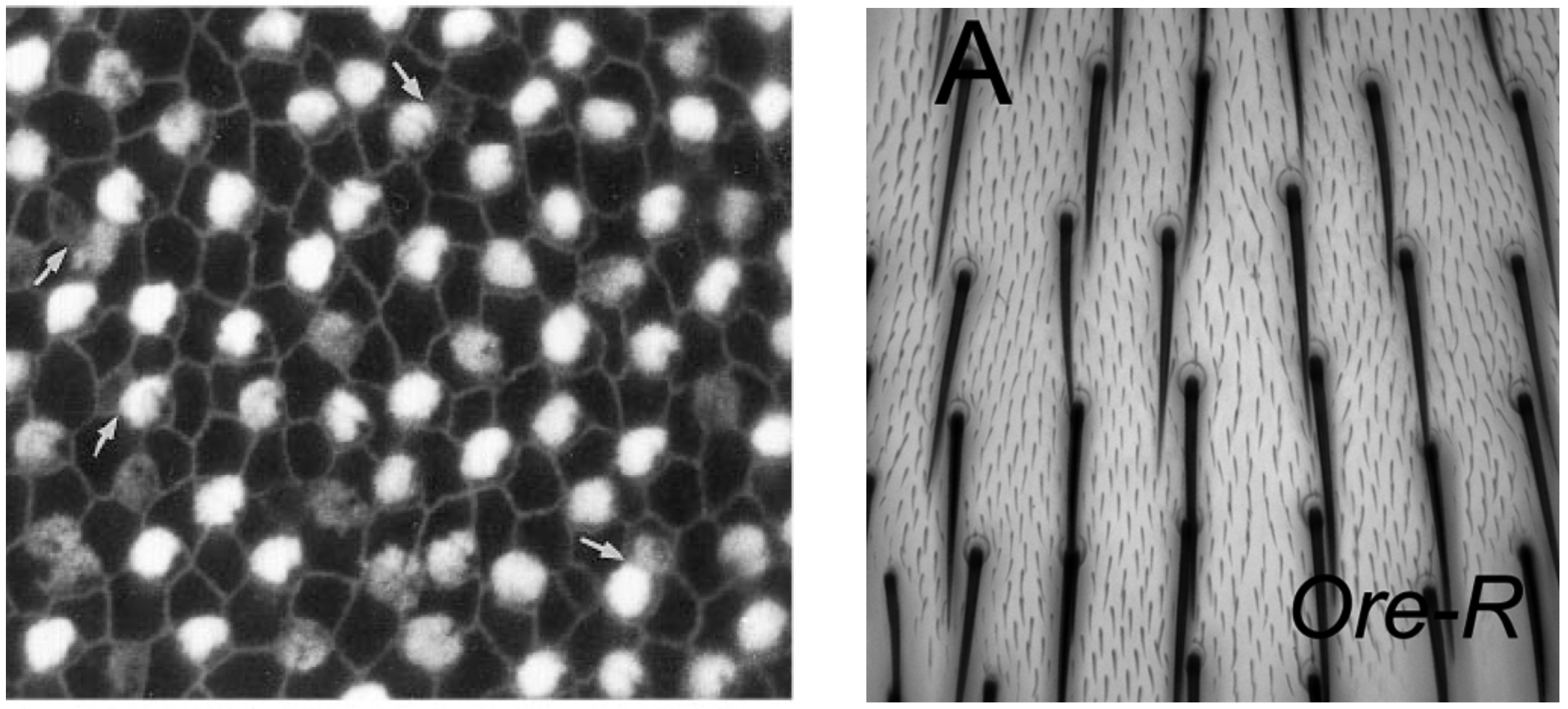 Biological examples of LI patterning. Images from (Goodyear and Richardson 1997) (left), (Lu and Adler 2015) (right)