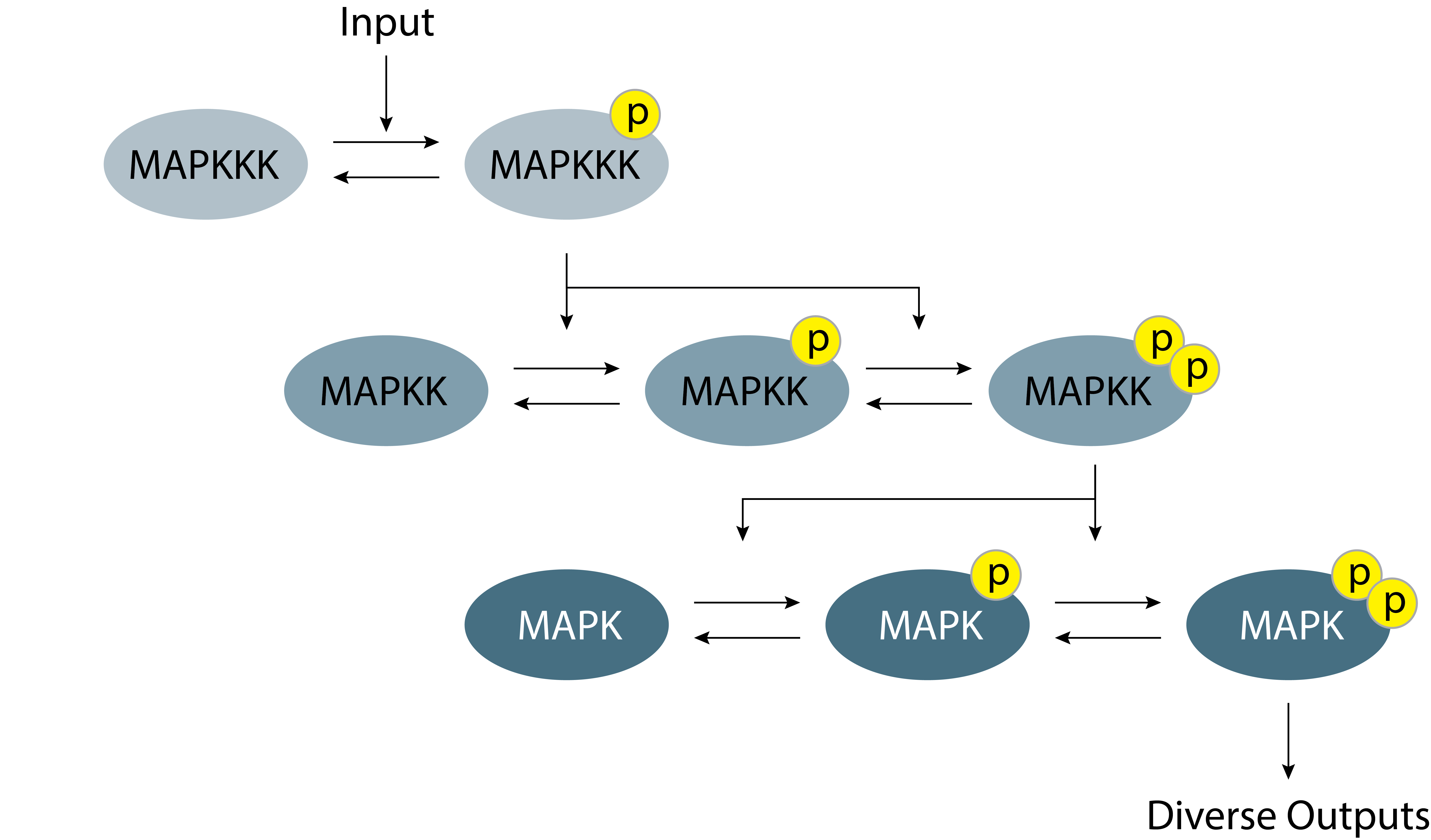 A schematic of a MAP kinase cascade.