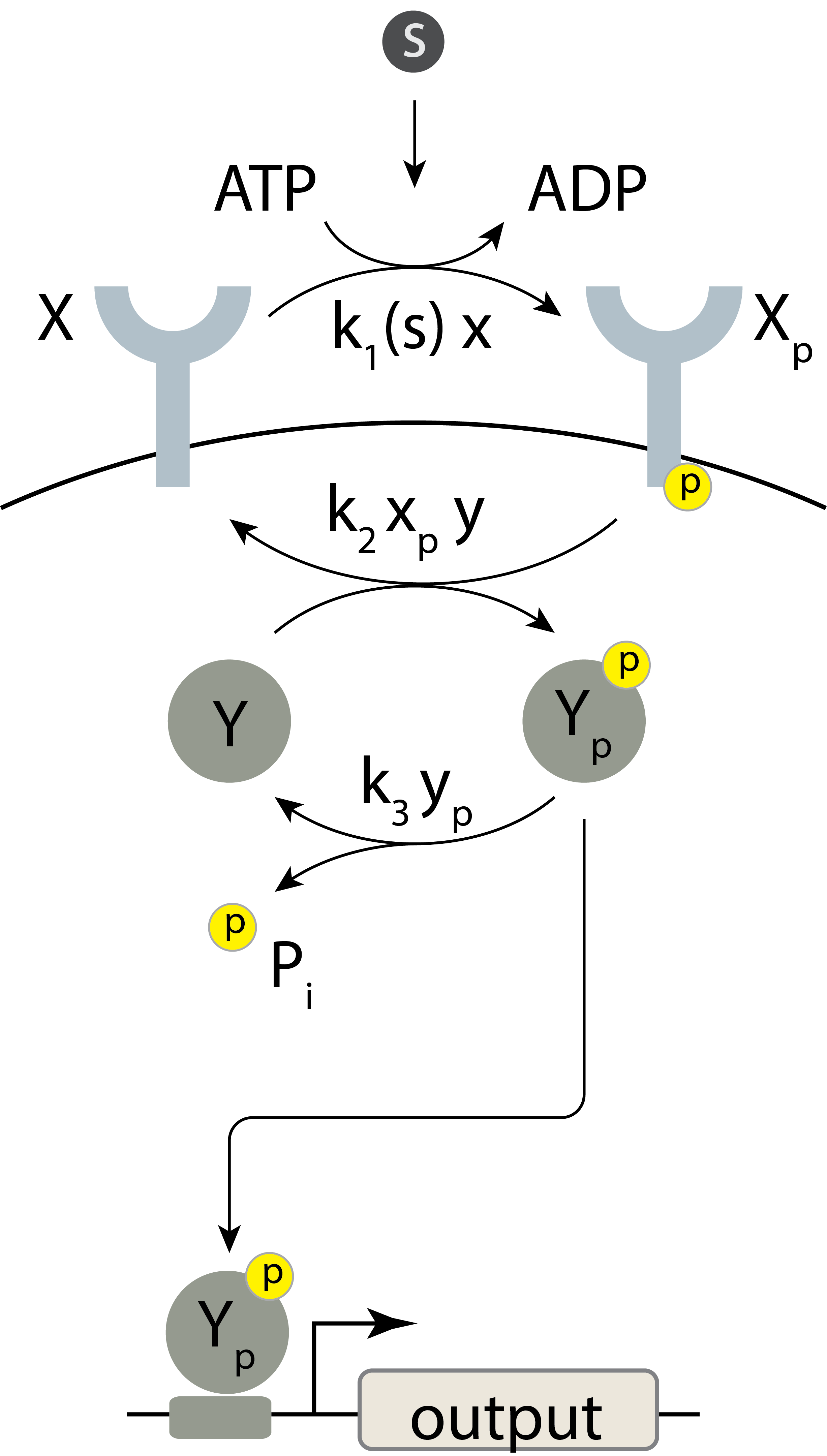 A schematic of a minimal two-component signaling system.
