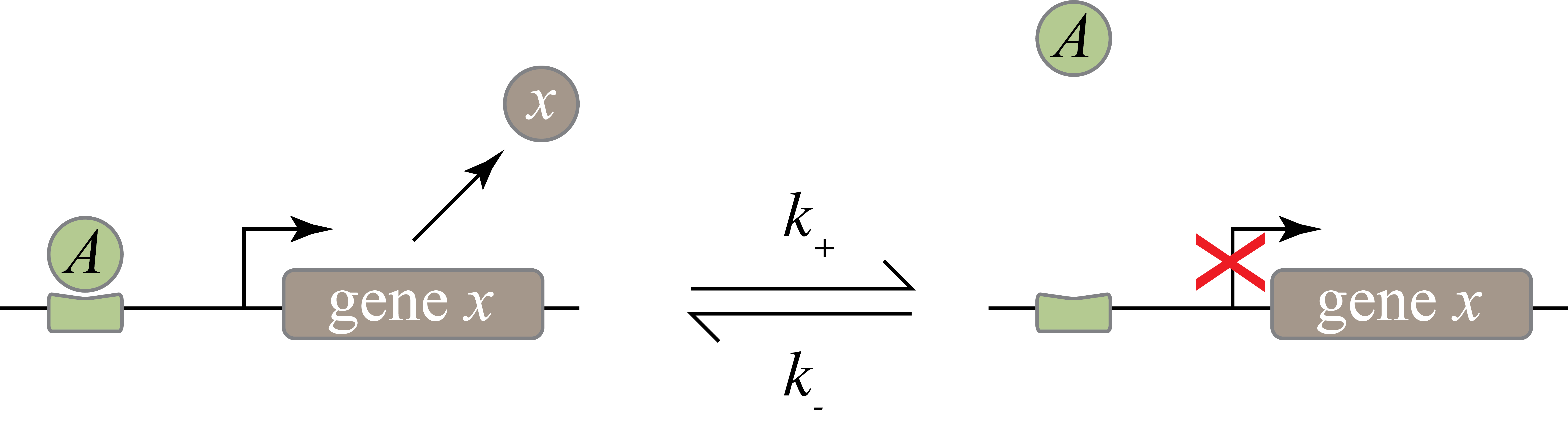 Schematic of activator reversibly binding to promoter region and turning gene expression on and off.