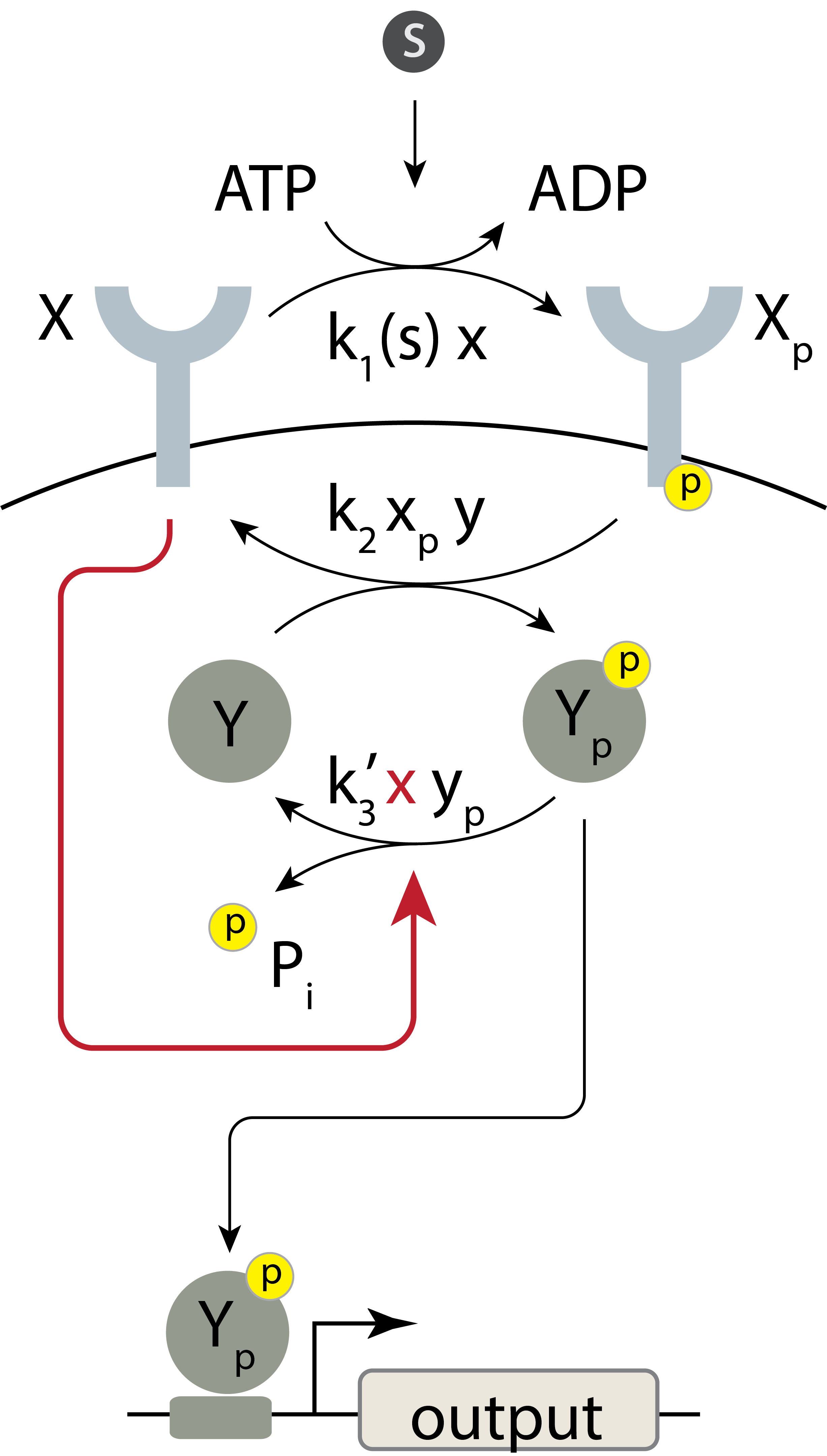 A schematic of a bifunctional two-component signaling system.