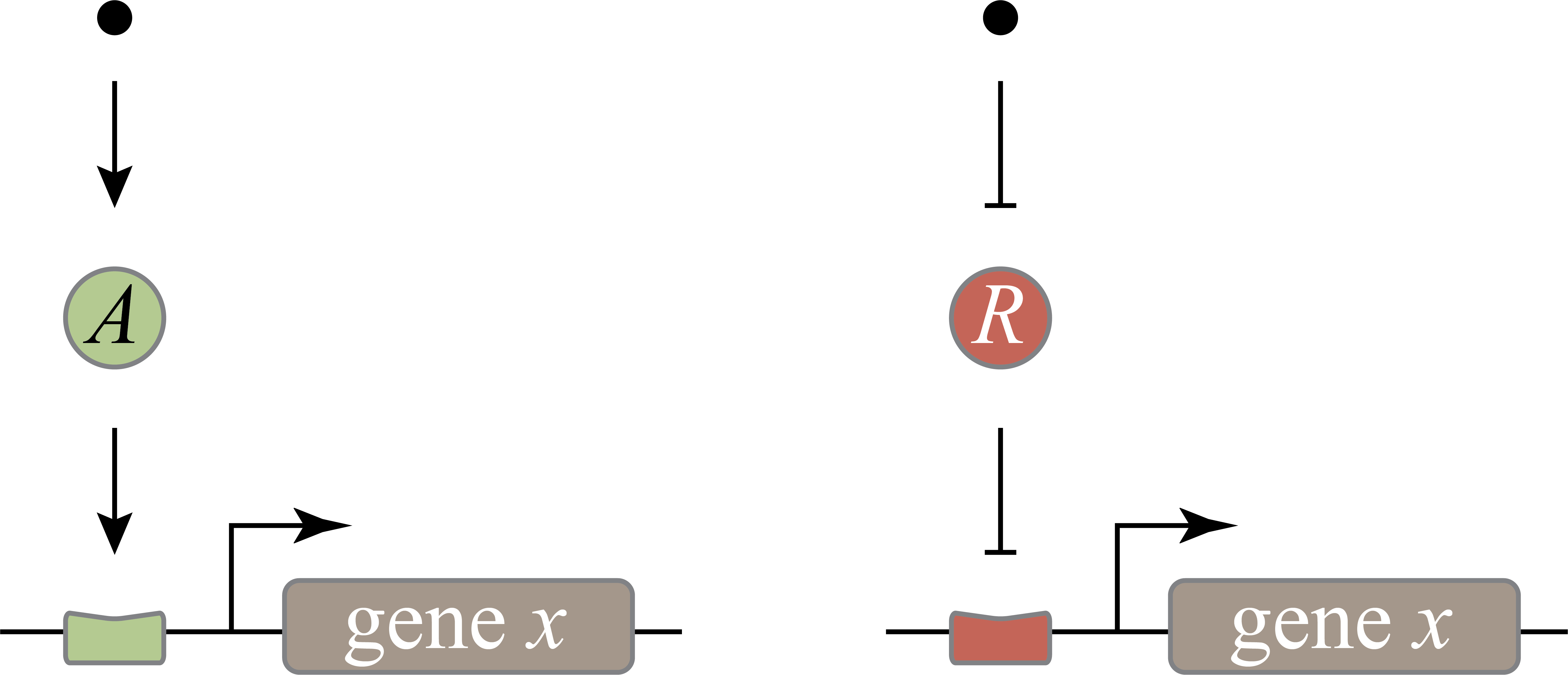 Schematics of inducer-mediated activation and repression of gene expression.