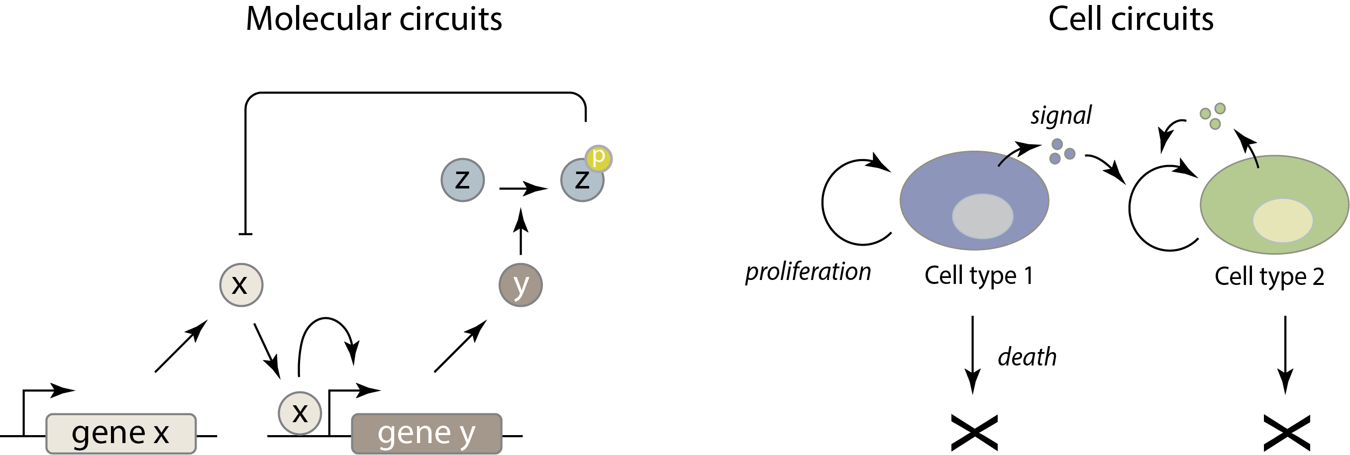 Molecular and cellular circuit examples