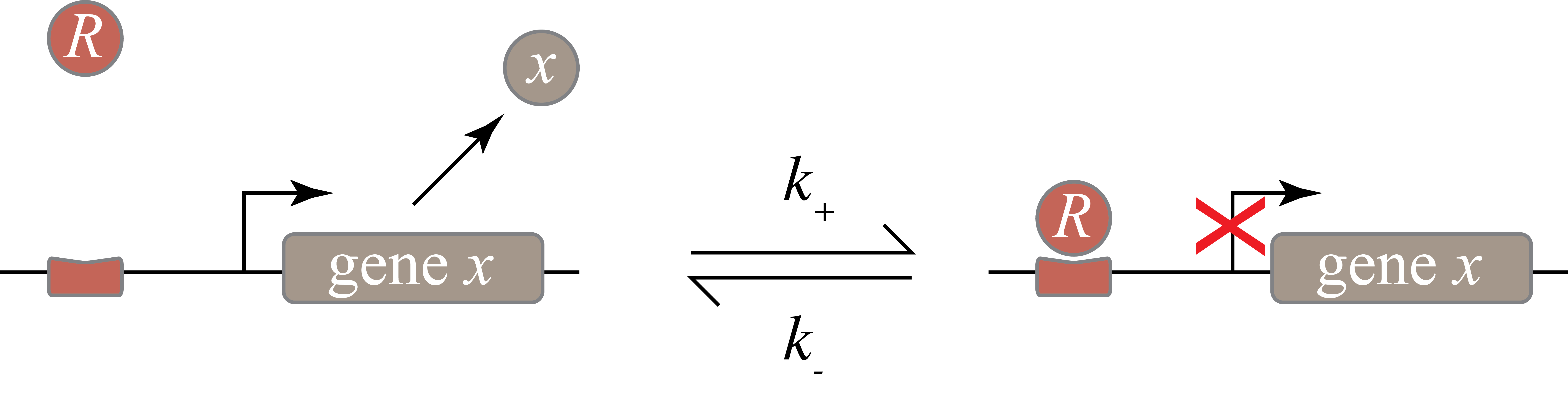 A repressor binds reversibly to its operator. Gene expression proceeds when the operator is unbound, but is silenced when bound.