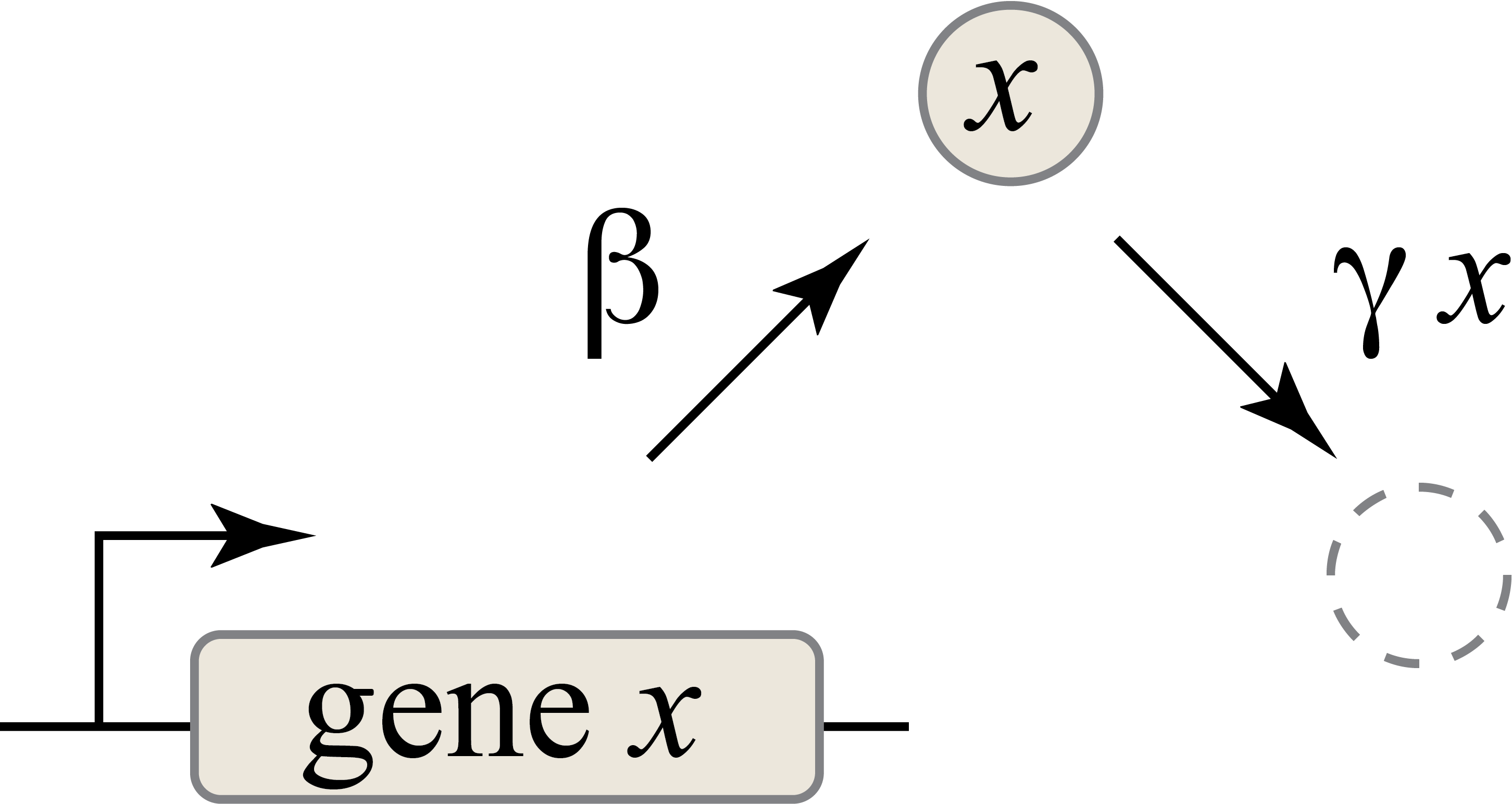 Schematic of a simple model for protein production.