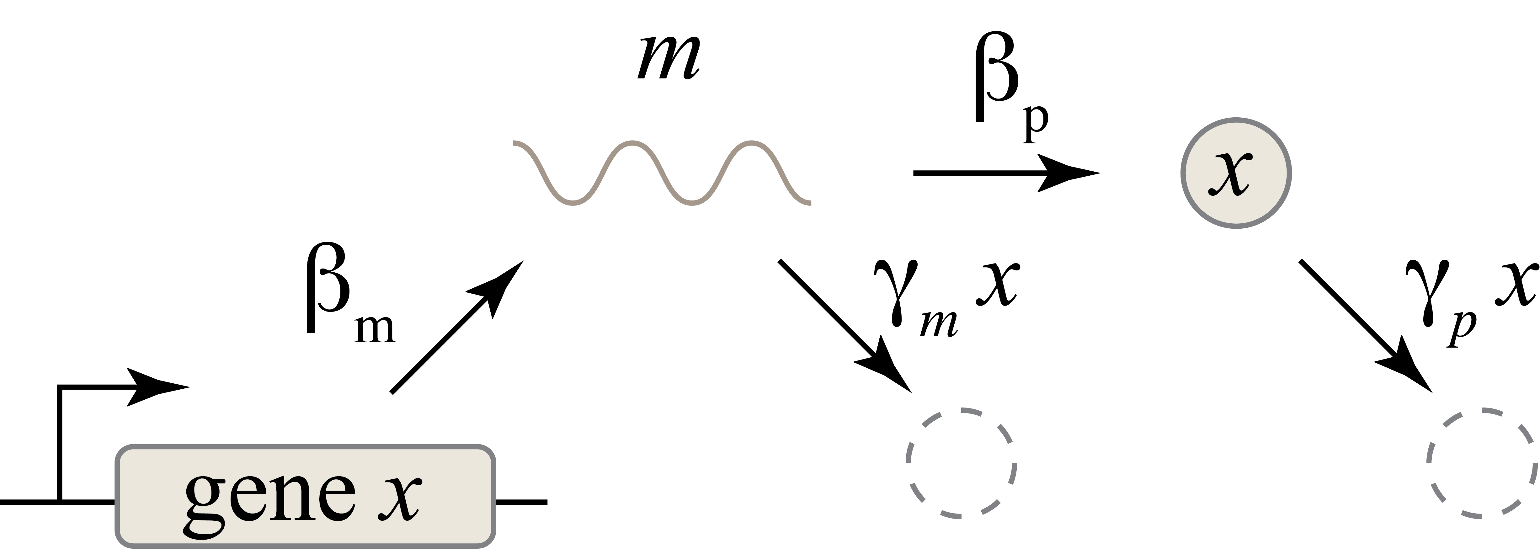 Schematic of a model for unregulated gene expression with both transcription and translation.